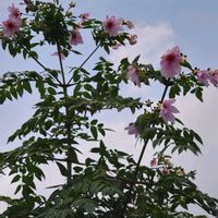 皇帝ダリア,皇帝ダリア,コウテイダリア（皇帝ダリア）,花のある暮らし,お出かけ先の画像