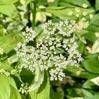 セリ,iPhone撮影,横浜ベイブリッジ,チーム花が好き♡,チーム☆YOKOHAMA☆の画像