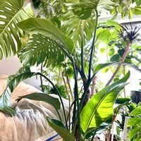 ストレリチア,ドラセナ,モンステラ,ストレリチア オーガスタ,モンステラ デリシオーサの画像