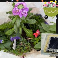 アルメリア,キンギョソウ,ストック,パンジー,オキザリス　桃の輝きの画像