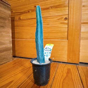 サボテン,リビング,癒し,福岡,窓辺の画像