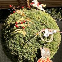 ケヤキ,真柏,錦松,五葉松,杉玉の画像