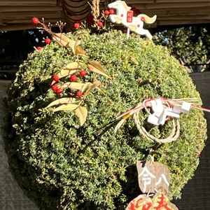 ケヤキ,真柏,錦松,五葉松,杉玉の画像