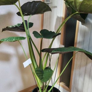 クワズイモ,アロカシア,アロカシア・ウェンティ,アロイド属,観葉植物の画像