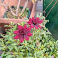 チョコレートコスモス,ご近所散歩,今日のお散歩,歩くの大好き♡の画像