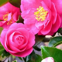 サザンカ,馬酔木,百日紅,二十四節気,庭の画像