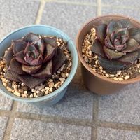 大和錦,多肉植物,多肉大好き,胴切り,つながりに感謝の画像