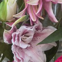 虹の玉,虹の玉,姫秀麗,姫秀麗,レインドロップの画像