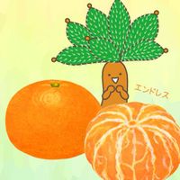 ミカン,エケベリア,ボンビシナ,温州みかん,多肉植物の画像