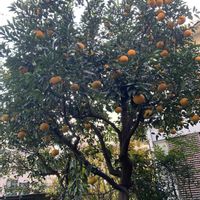 夏みかん,実家の庭の画像