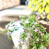 サフィニア,ドライフラワーリース,稲わら,ドライフラワー,ドライフラワーアレンジの画像