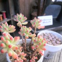 乙女心,多肉植物,多肉大好き,ガーデニング,多肉ちゃんの画像
