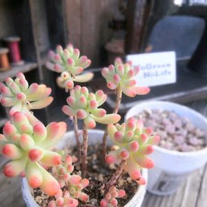 乙女心,多肉植物,多肉大好き,ガーデニング,多肉ちゃんの画像