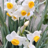 アセビ,ミツマタ,日本水仙,ニホンスイセン, 山野草の画像