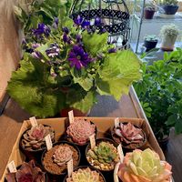 サイネリア,ポトス,エケベリア,名無しさん,ロメオの画像