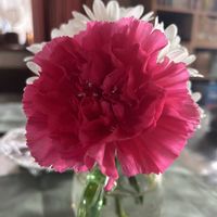 カーネーション,キク,ハナキリン,マーガレットアイビー,花キリン/Hの画像