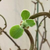 キウイ,孫悟空,室内栽培,鉢栽培,展葉の画像