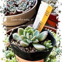 ピンクアレックス,多肉植物,エケベリア属,多肉大好き,放置栽培の画像