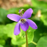 セリ,ニオイスミレ,ヒメユズリハ,ユズリハ,山野草の画像