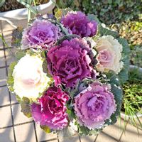 ハボタン,葉牡丹,種まきっ子,種から,種まきの画像