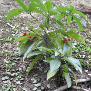 日本庭園,イキイキ✨,赤い実✨,育ったね❣️,吉城園✨の画像
