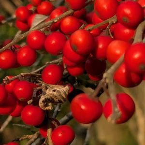 日本庭園,モリモリ✌️,赤い実✨,育ったね❣️,吉城園✨の画像