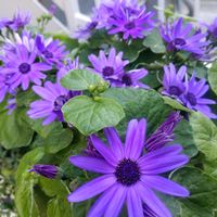 サイネリアの画像