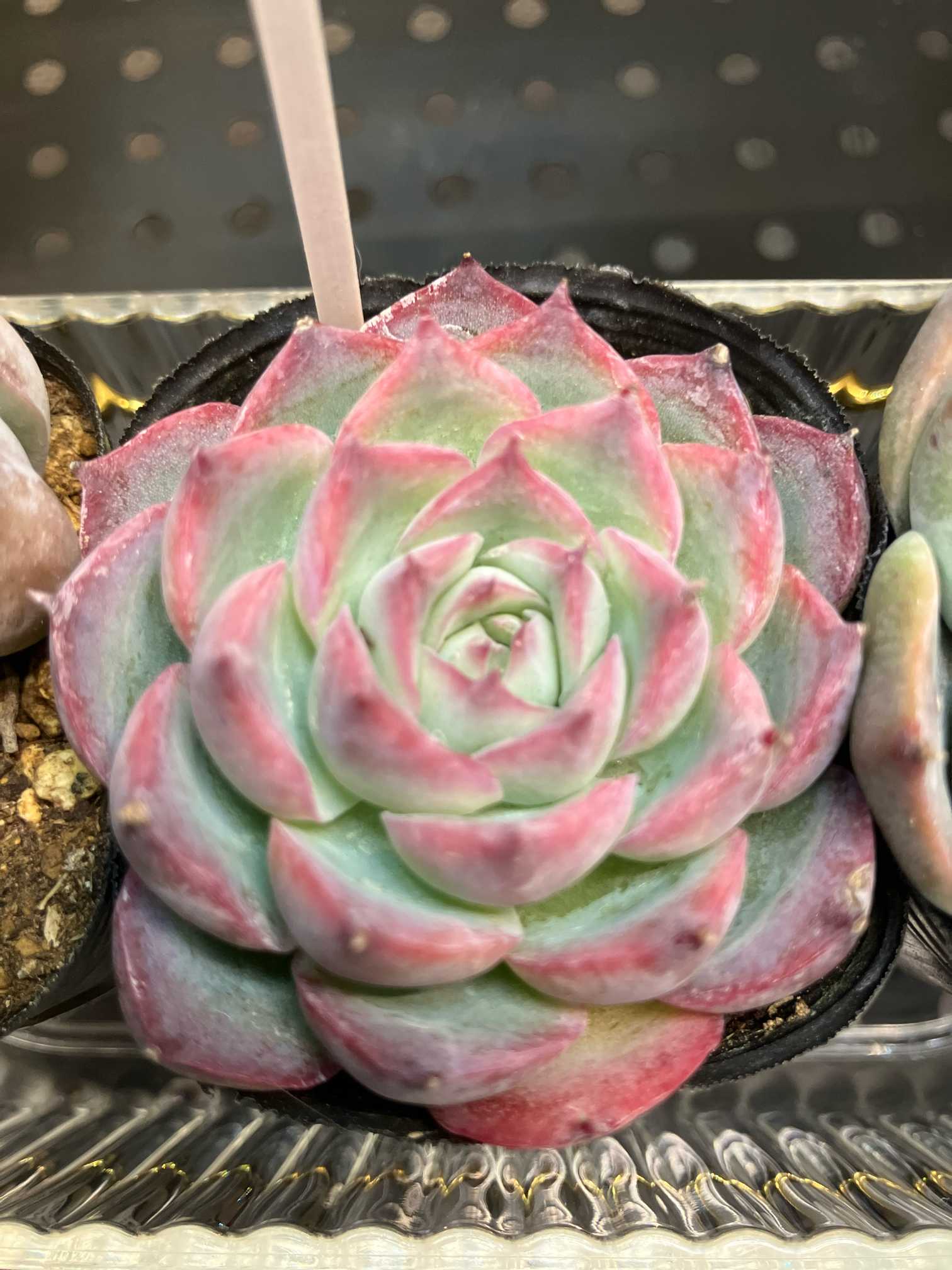 クジャクサボテン｜🍀GreenSnap（グリーンスナップ）