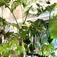 アンスリウム,モンステラ,ウンベラータ,フィカス　ウンベラータ,モンステラ デリシオーサの画像