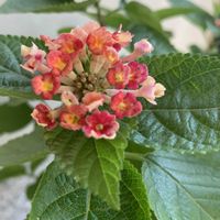 ランタナ,スーパーランタナ,スーパーランタナ・トロピカルサンセット,鉢植え,ガーデニングの画像