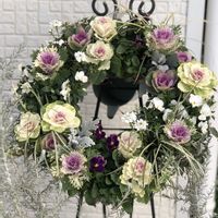 イベリス,アイビー,葉牡丹,ビオラ,ハクリュウの画像