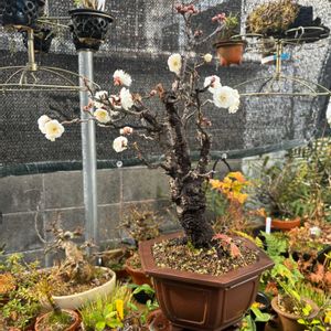 雲龍梅,盆栽,鉢植え,小品盆栽,山野草の画像