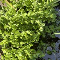 セリ,タンポポ,ヒメウズ,タンポポのロゼット,蒲公英（たんぽぽ）の画像