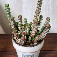 七宝樹,小米星,ハオルチア エノン,多肉植物,リメ鉢の画像