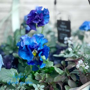 パンジー・ビオラ,湖蒼umi,ビオラ　レディ,青の幻想,神戸べっぴんさんビオラ 青の幻想の画像