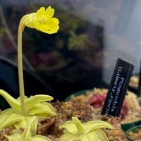 ムシトリスミレ,ピンギキュラ ルテア,ピンギキュラ ルテア,pinguicula lutea,pinguicula luteaの画像