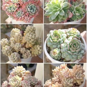 ピンクローサ,沙羅姫蓮華,ホワイトキャビア,姫秋麗xプロリフィカ,オーストラリア キャプテン ヘイの画像