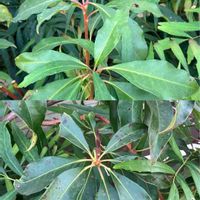 チェリーセージ,チェリーセージ,ツメレンゲ,ツメレンゲ,ガーデンシクラメンの画像