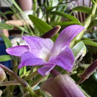 デンドロビウムの画像