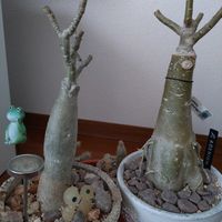 アデニウム,アデニウム オベスム,アデニウム　オベサム　ムアンタイワン,多肉植物,塊根植物の画像