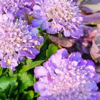 スカビオサの画像