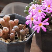 メセン,コノフィツム属,タニラー,その他部屋の画像