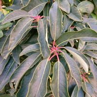 アボカド,金豆(キンズ),ゆずりは,さんざしの実,姫ゆずりはの画像