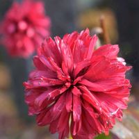 エキナセア,素敵な出会いに感謝,胸キュン,あっ火曜日,水生植物公園みずの森の画像