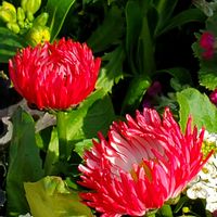 サザンカ,デージー,ロウバイ,ローズマリー,アブラナの画像