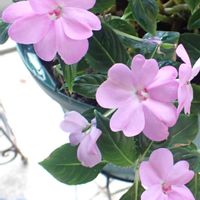 インパチェンス,温室,七北田公園ホールの画像