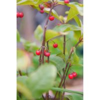 ヤブコウジ,ヤブコウジ(十両),ミラーレス一眼,あっ火曜日,庭の画像