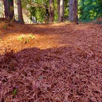 バラ,ビオラ,スギゴケ,メタセコイア,イヌマキの画像