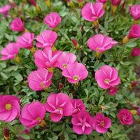 ウインターコスモス,ウインターコスモス,デージー,デージー,薔薇 ジュリアの画像