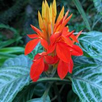 アロエ,キダチアロエ,ルエリア、グラエキザンス,リュエリア　グランエキザンス,アフェランドラ　アウランティアカの画像